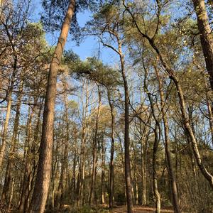 Sjamanistische Quest Wandeling