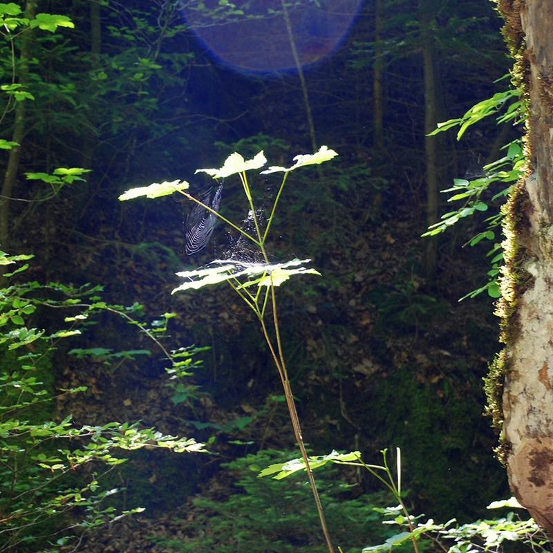 Sjamanistische Quest Wandeling — foto 4