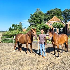 Workshop spiegelen met paarden Achterhoek 2 - 4 personen