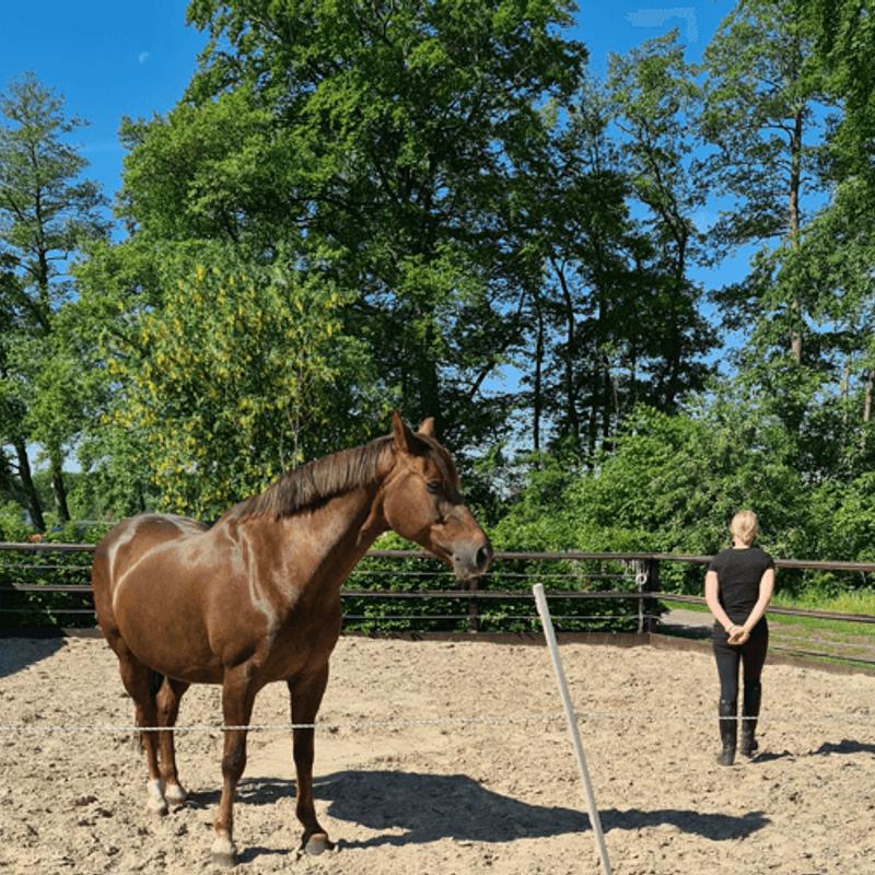 Paardencoach kennismakingsopleiding 2 - 4 personen
