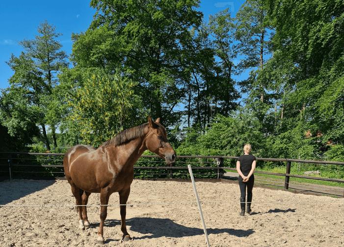 Paardencoach kennismakingsopleiding 4 - 6 personen — foto 1