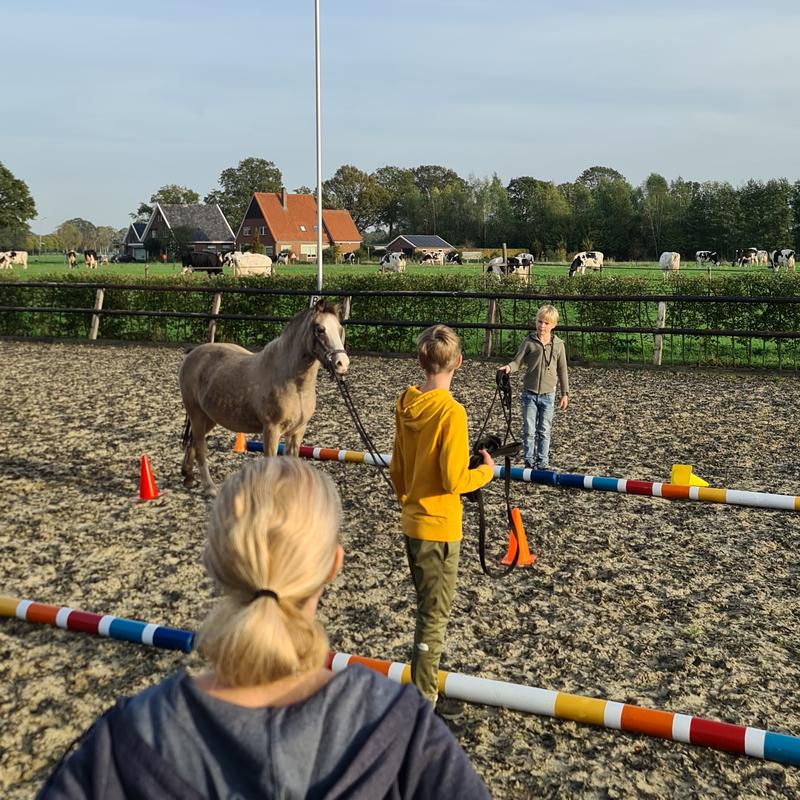 Kindercoaching met paarden I Kennismaking cursus 2 - 4 personen