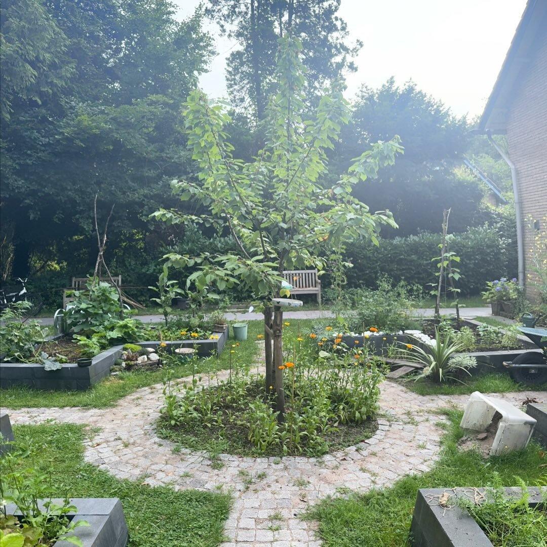 Kruiden oogsten, drogen en bewaren — foto 4