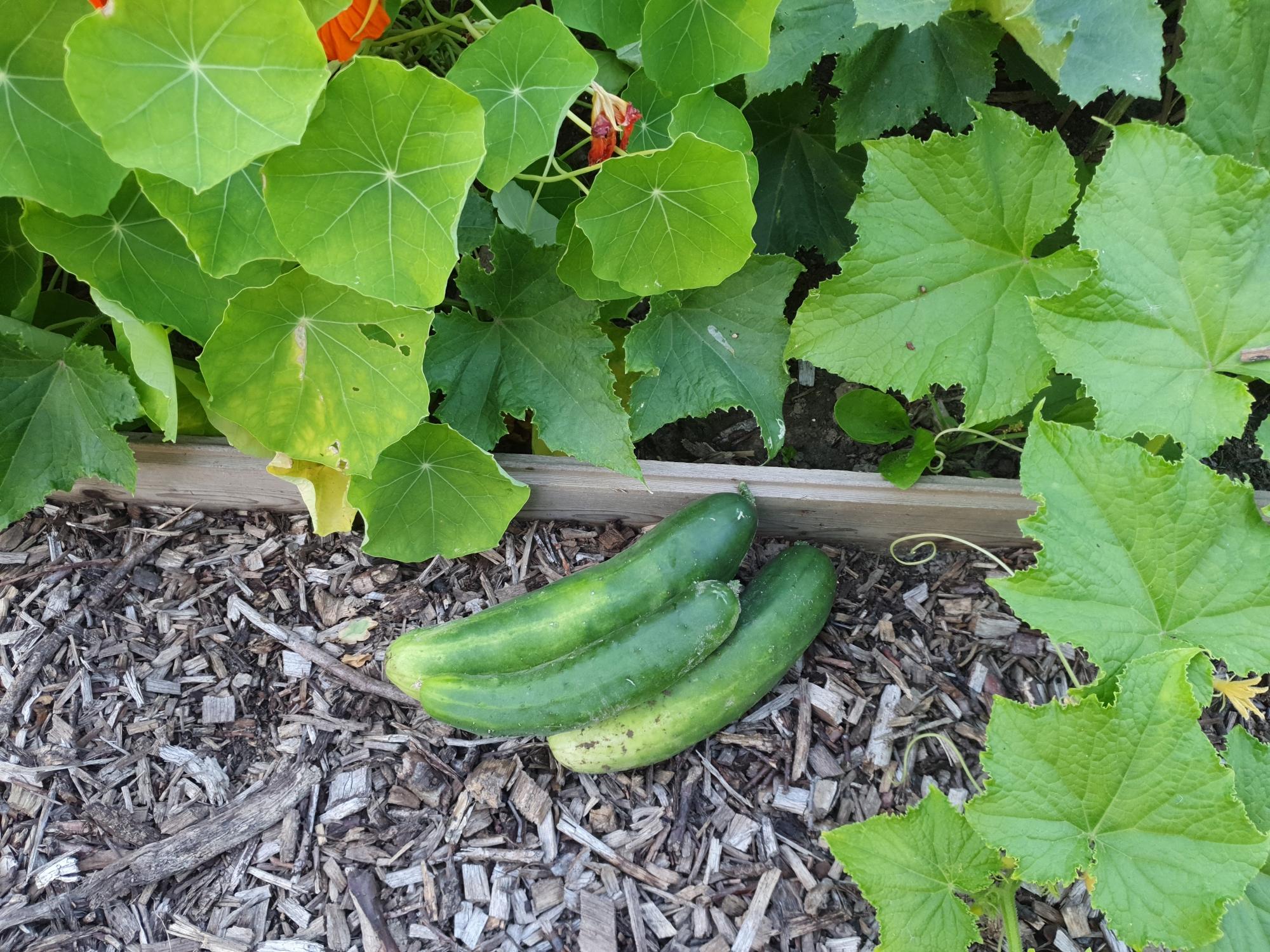 Cursus Ecologisch moestuinieren — foto 2