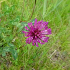 Cursus Wilde Remedies B