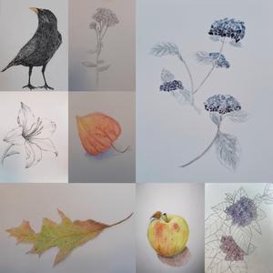 Tekenles voor Volwassenen - Zeist