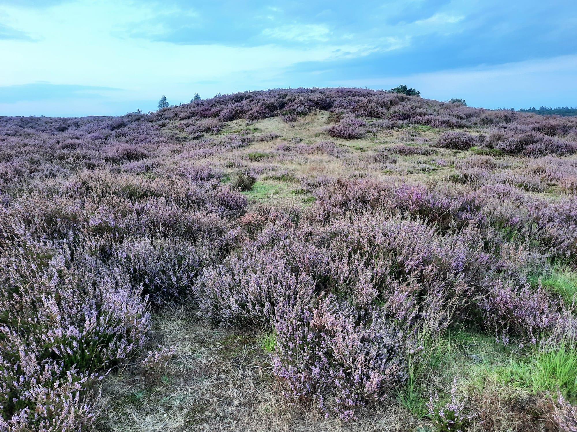 krachtplekwandelingen op de Veluwe — foto 2
