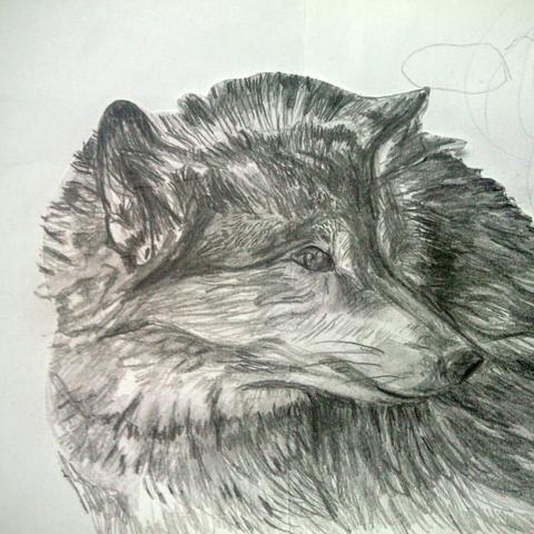 Weekend Workshop Tekenen North American Animals