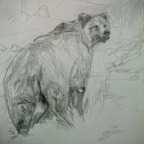 Weekend Workshop Tekenen North American Animals