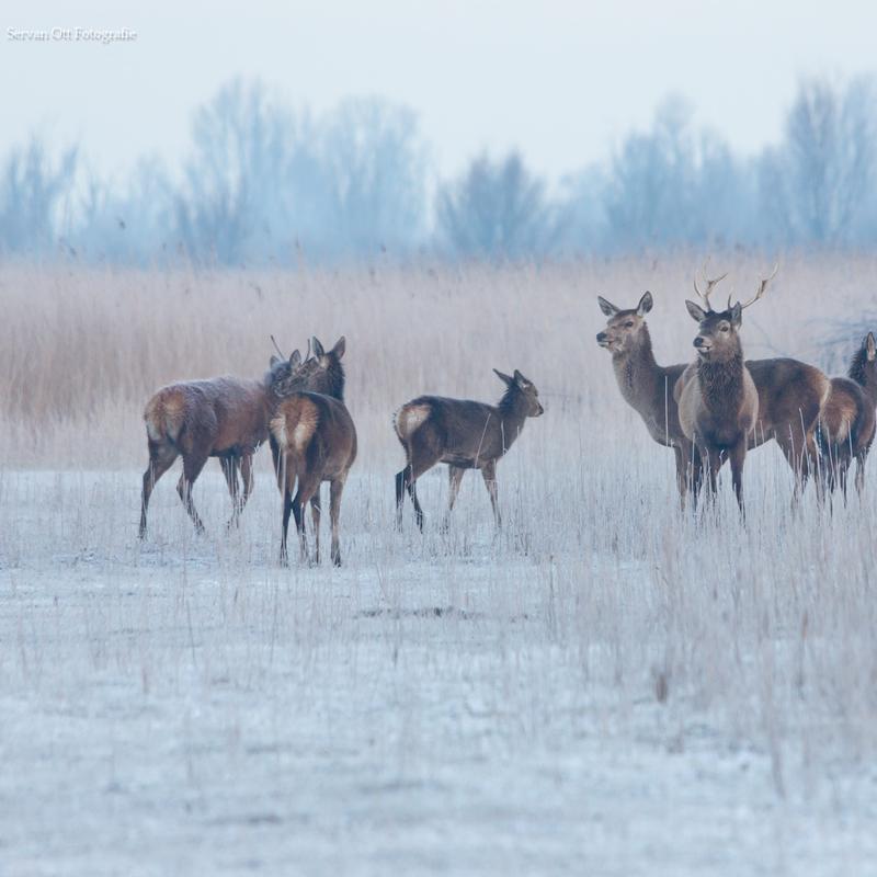 Natuurfotografie workshop oostvaardersplassen — foto 4