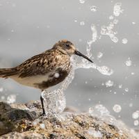 Vogelfotografie workshop strand en pier van ijmuiden