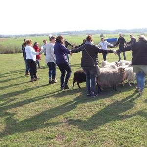 Schapen drijven