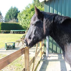 Workshop spiegelen met paarden veluwe