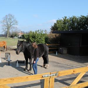 In je kracht met paardenkracht