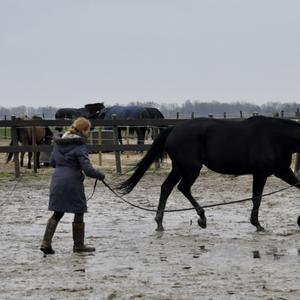 Leren longeren met ervaren paard.