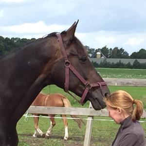 Kennismaking paardencoaching