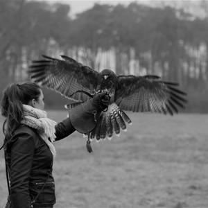 Zelf vliegen met roofvogels