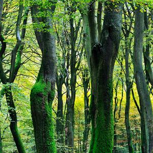 Workshop natuurfotografie speulderbos