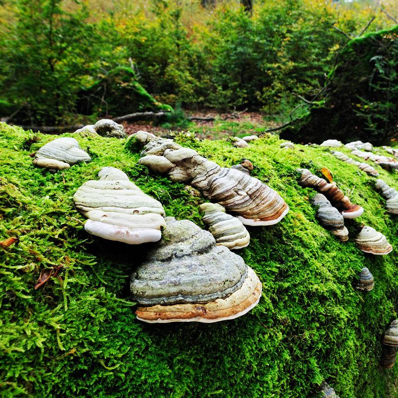 Workshop natuurfotografie speulderbos — foto 2