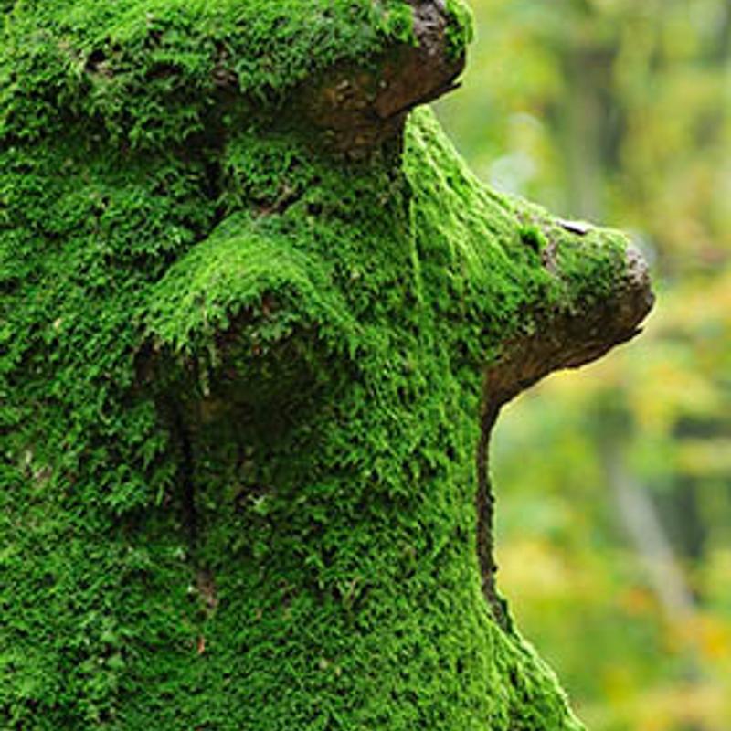 Workshop natuurfotografie speulderbos — foto 3