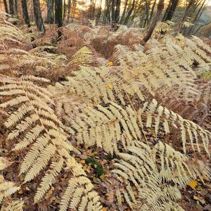 Workshop natuurfotografie amerongse bos