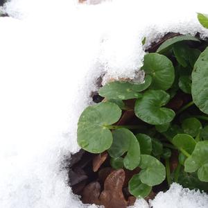 Eetbare wilde planten in de winter