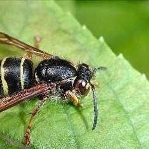 Cursus natuurplezier met insecten  vangen, prepareren & determineren